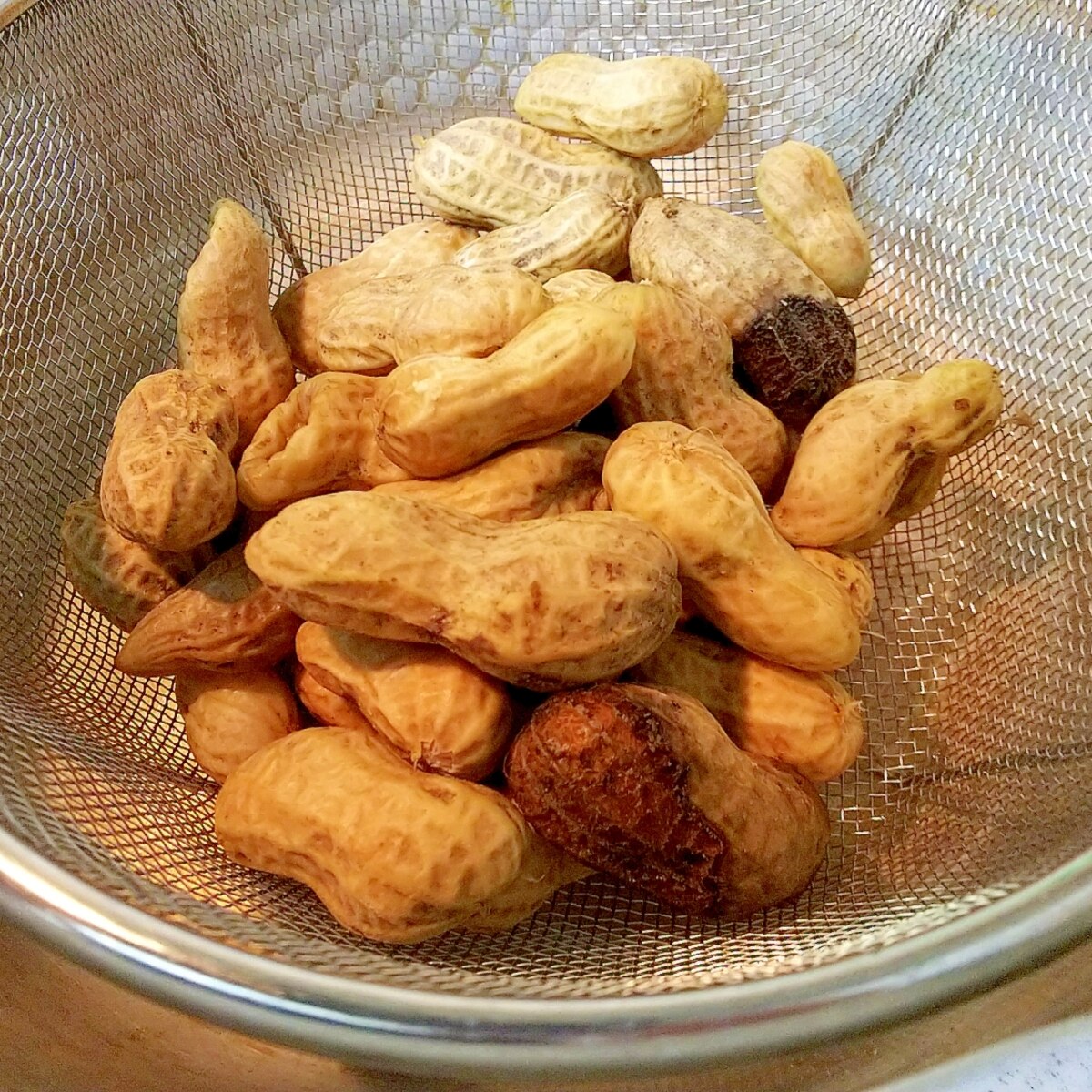 生落花生の塩ゆで 圧力鍋なし レシピ 作り方 By 育児パパの菜園レシピ 楽天レシピ 生落花生の塩ゆで 圧力鍋なし レシピ 作り方 By 育児パパの菜園レシピ 楽天レシピ